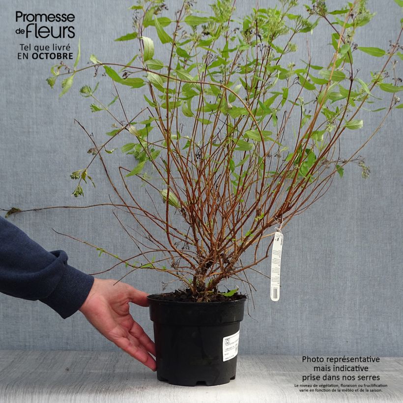 Ejemplar de Caryopteris clandonensis Worcester Gold Maceta 2L/3L entregado en otoño