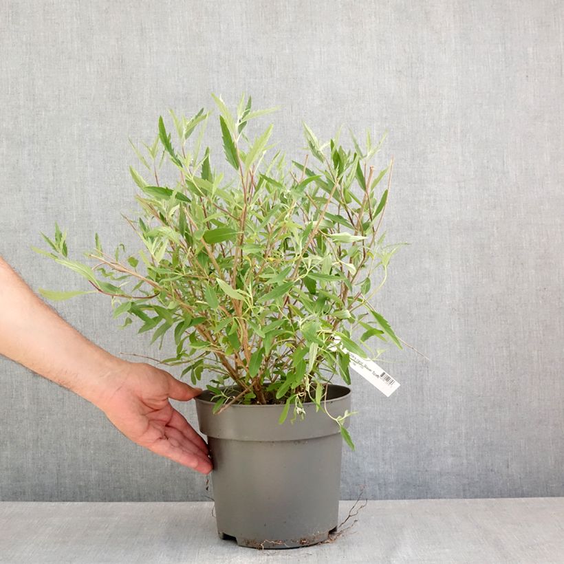 Caryopteris clandonensis Blauer Spatz Maceta 3L/4L Ejemplar entregado en la primavera