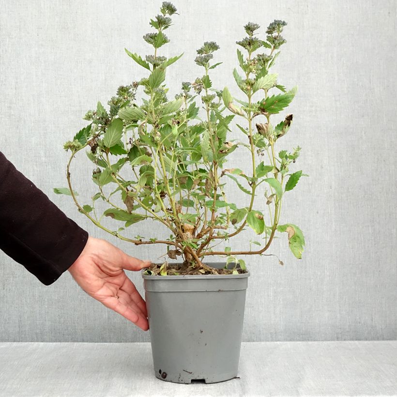 Ejemplar de Caryopteris clandonensis Blue Fountain Maceta 3L/4L entregado en otoño