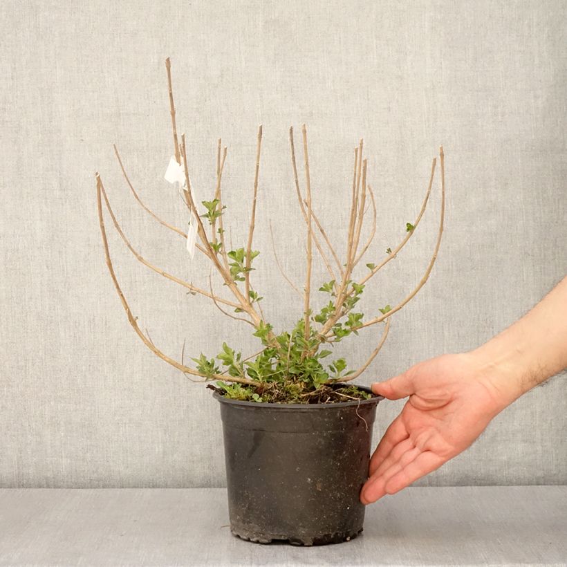 Caryopteris clandonensis Blue Fountain Maceta 3L/4L Ejemplar entregado en la primavera