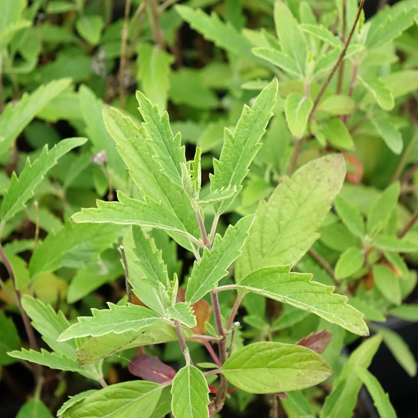 Caryopteris clandonensis Camara Dark Blue (Follaje)