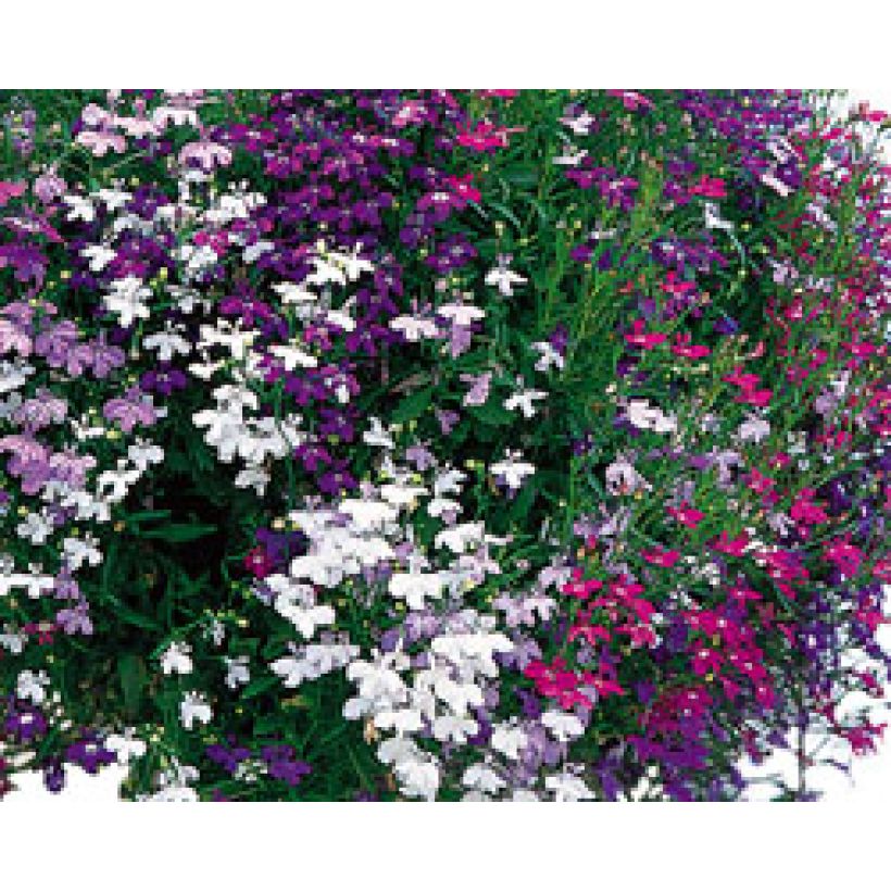 Colección Cascada de Lobelias (Floración)