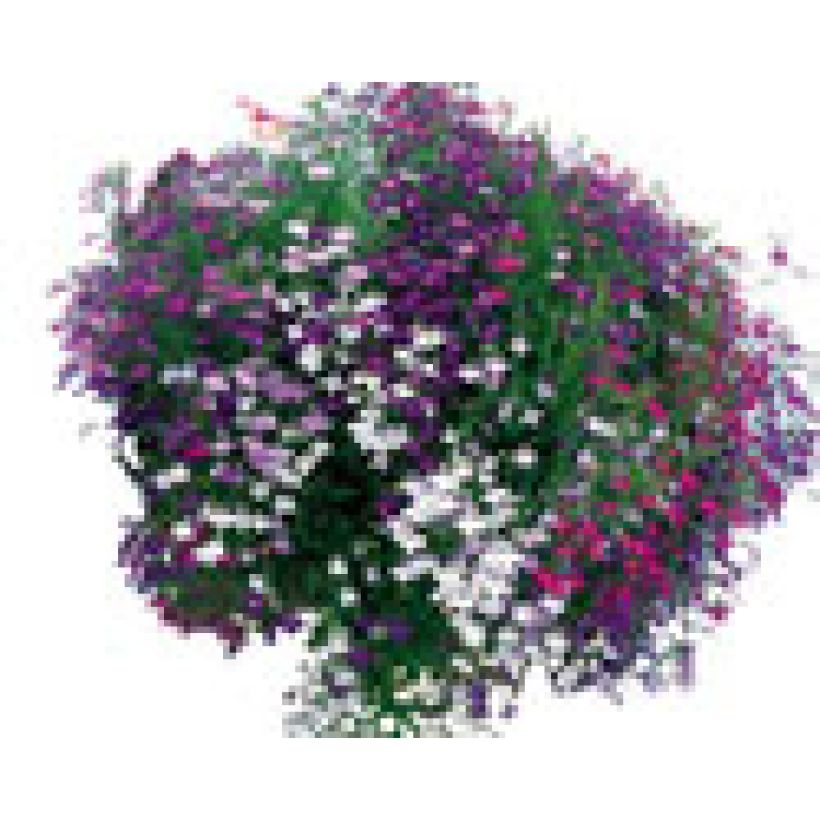 Colección Cascada de Lobelias (Porte)