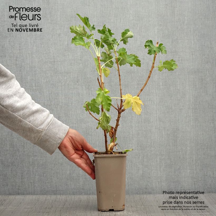 Ejemplar de Grosella hybrida ConfiBeere Jodeli Maceta 1,5L/2L, Formación arbustiva entregado en otoño