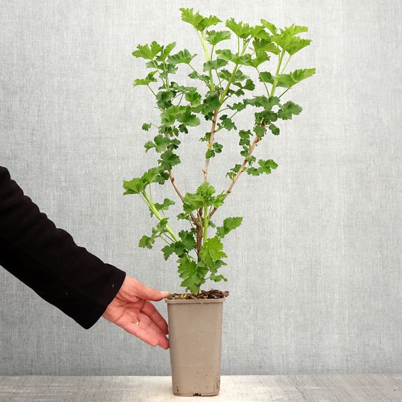 Grosella hybrida ConfiBeere Jodeli Maceta 1,5L/2L, Formación arbustiva Ejemplar entregado en la primavera