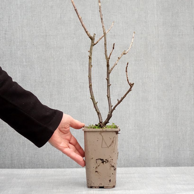 Grosella hybrida ConfiBeere Jofruti Maceta 1,5L/2L, Formación arbustiva Ejemplar entregado en invierno