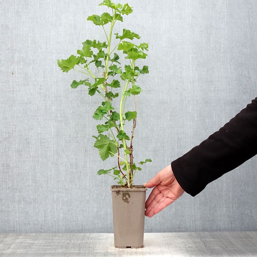 Grosella hybrida ConfiBeere Jogusto Maceta 1,5L/2L, Formación arbustiva Ejemplar entregado en la primavera