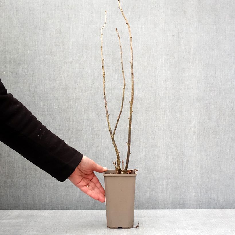 Grosella hybrida ConfiBeere Jodeli Maceta 1,5L/2L, Formación arbustiva Ejemplar entregado en invierno