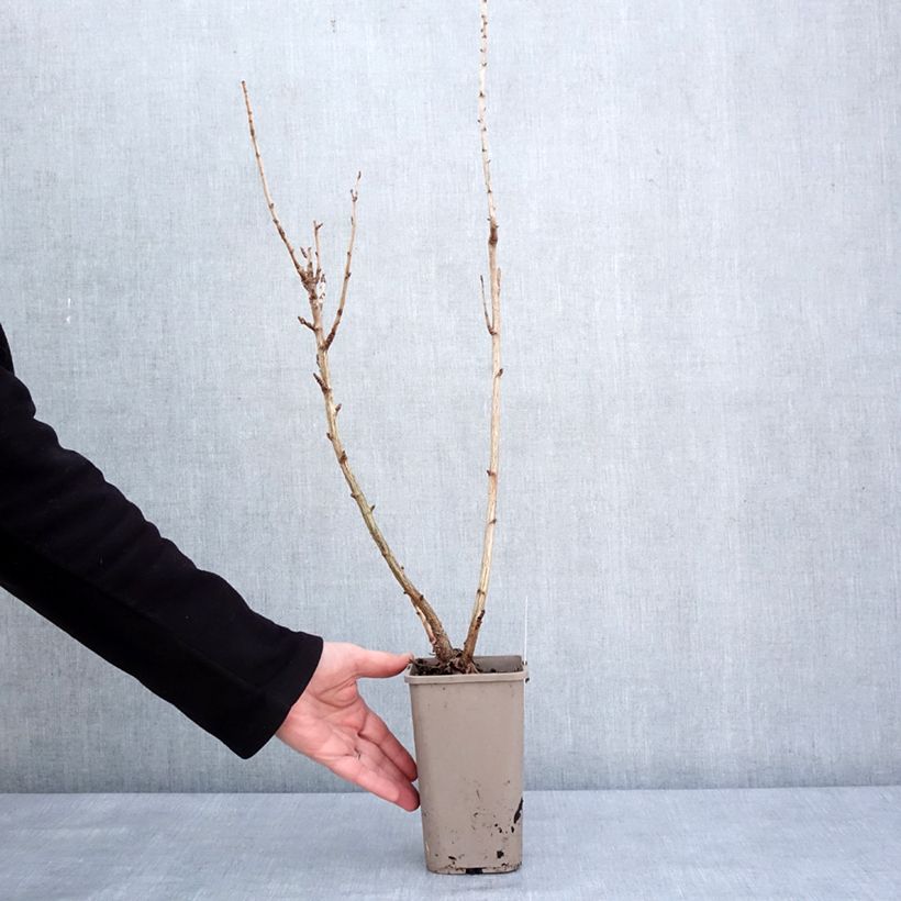 Grosella hybrida ConfiBeere Jogusto Maceta 1,5L/2L, Formación arbustiva Ejemplar entregado en invierno