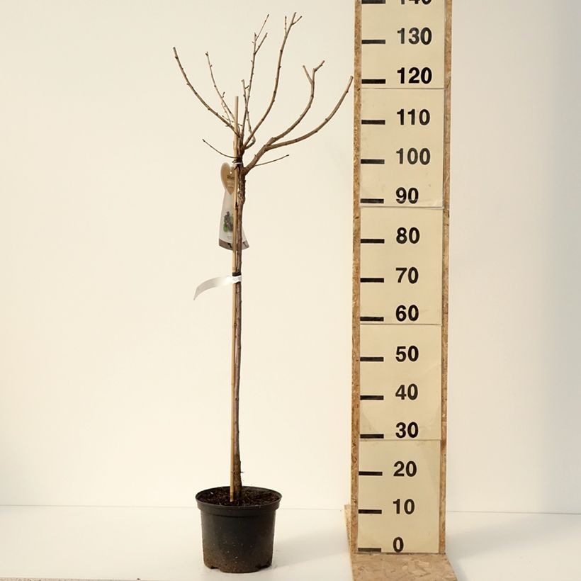 Grosella hybrida Jostaberry Maceta 4L/5L, Medio tallo Ejemplar entregado en invierno