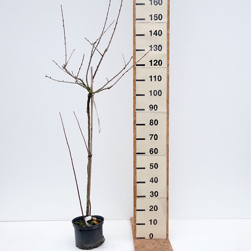 Ejemplar de Grosella hybrida Jostaberry Maceta 4L/5L, Medio tallo entregado en otoño