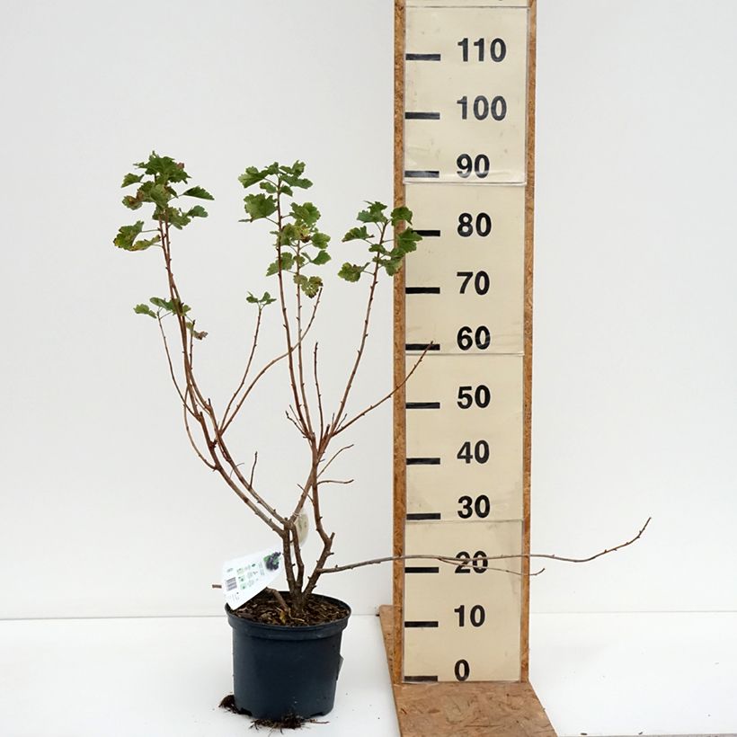 Ejemplar de Grosella hybrida Jostaberry Maceta 4L/5L entregado en otoño
