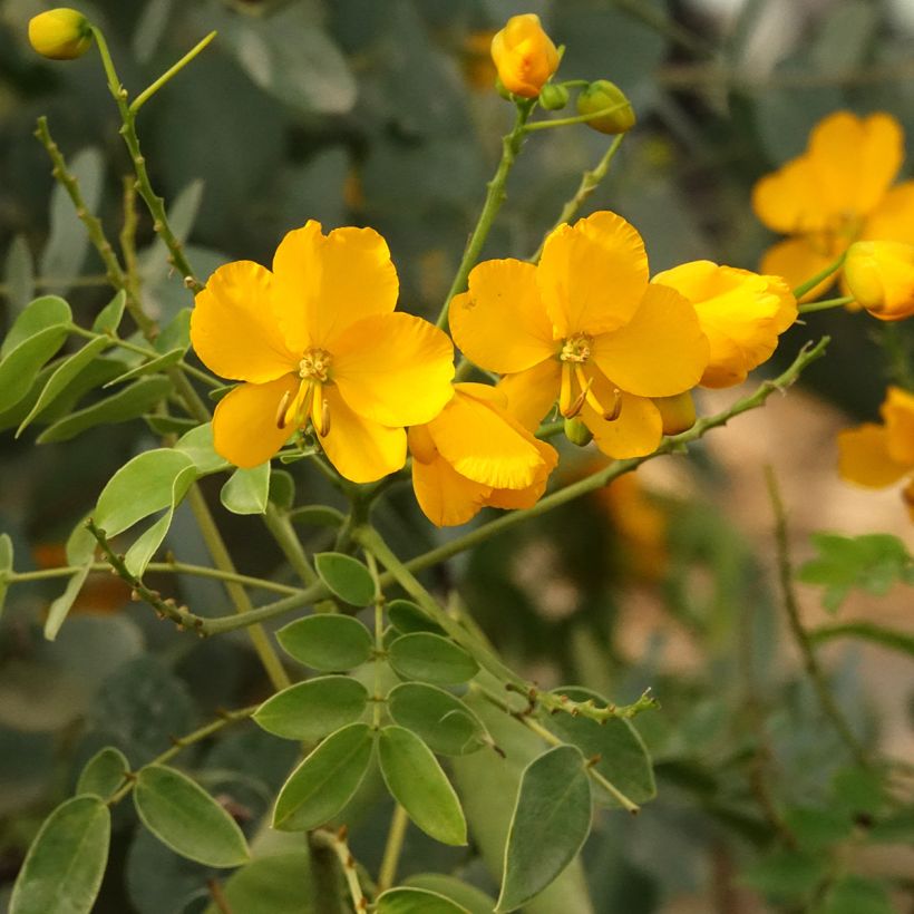 Senna corymbosa - Sen del campo (Floración)
