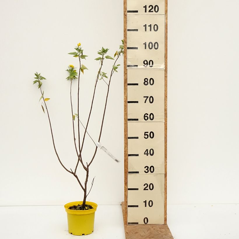 Ejemplar de Senna corymbosa - Sen del campo Maceta 3L/4L entregado en otoño