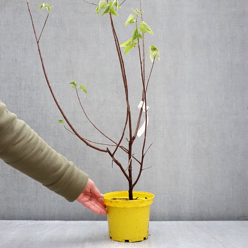 Senna corymbosa - Sen del campo Maceta 3L/4L Ejemplar entregado en invierno