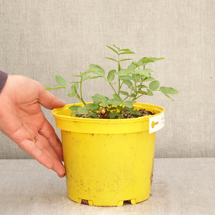 Senna corymbosa - Sen del campo Maceta 3L/4L Ejemplar entregado en la primavera