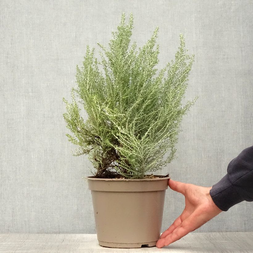 Ejemplar de Cassinia retorta Ward Silver Maceta 3L/4L entregado en verano