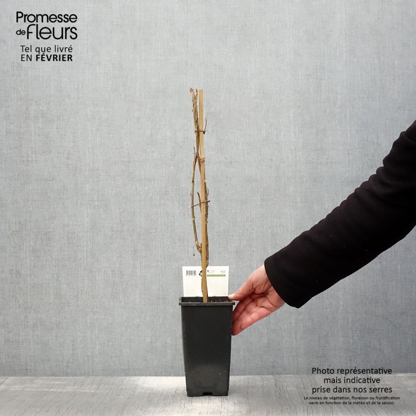 Grosella negra Ben Nevis Maceta 1,5L/2L, Formación arbustiva Ejemplar entregado en invierno