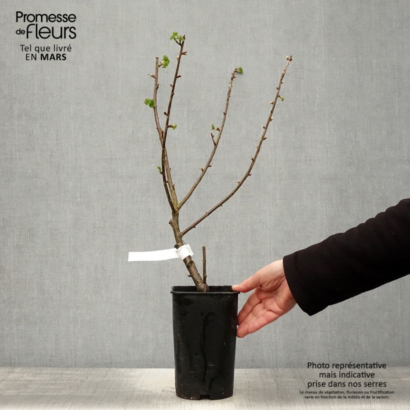 Grosella negra Black Down Maceta 2L/3L Ejemplar entregado en la primavera