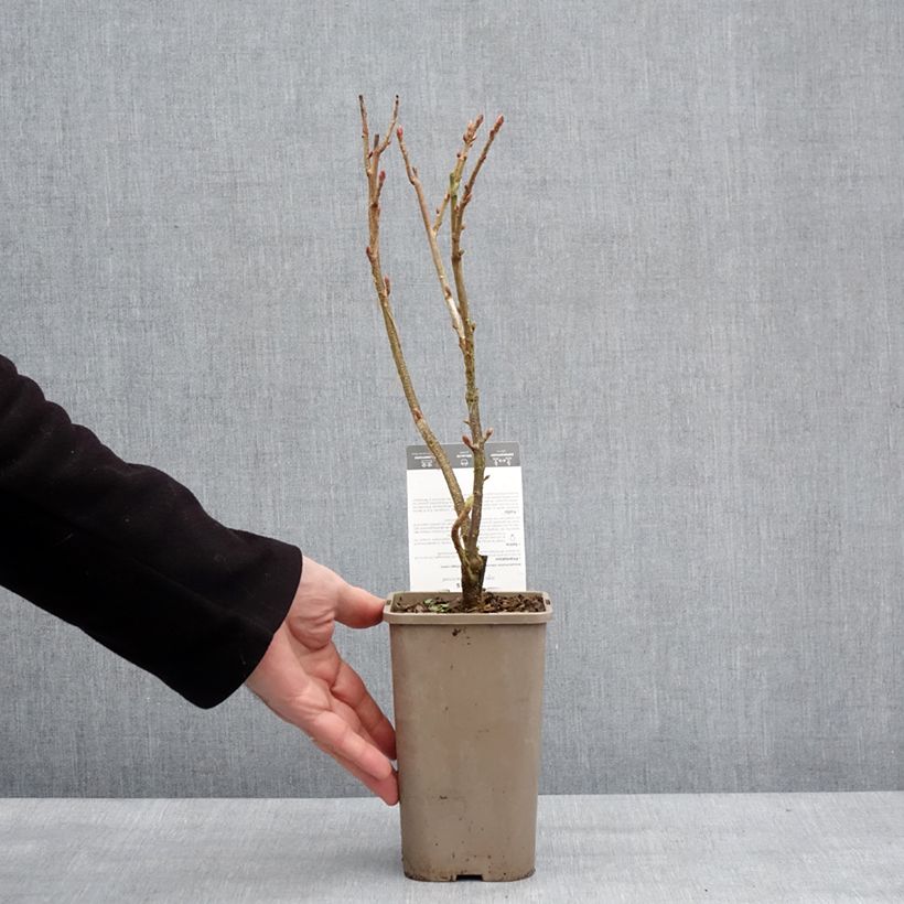 Grosella negra Black'n Red Premiere Maceta 1,5L/2L, Formación arbustiva Ejemplar entregado en invierno