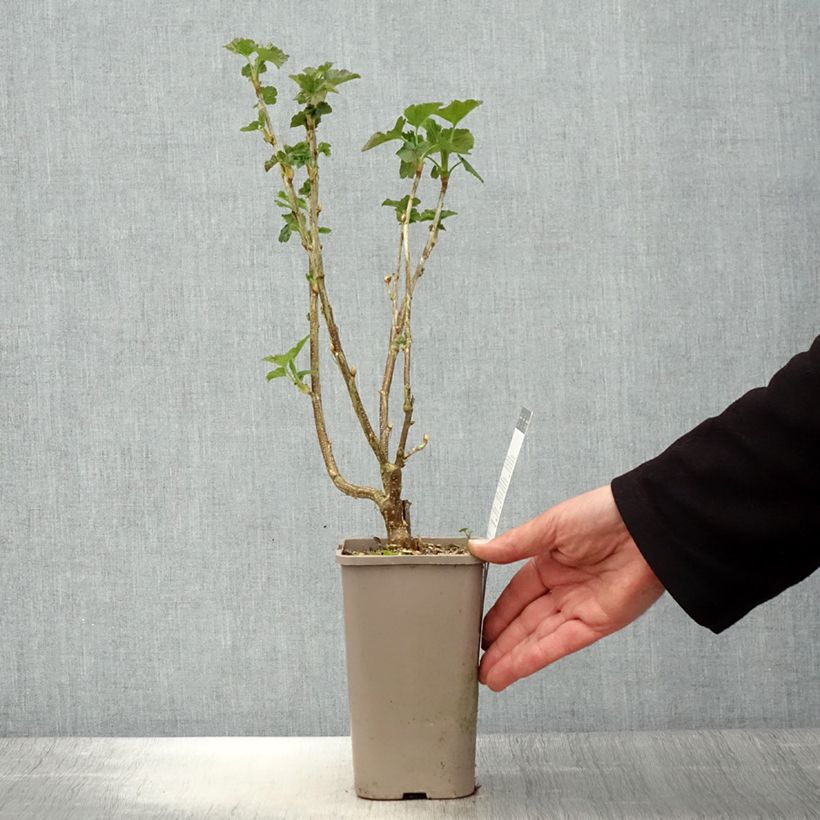 Grosella negra Black'n Red Premiere Maceta 1,5L/2L, Formación arbustiva Ejemplar entregado en la primavera