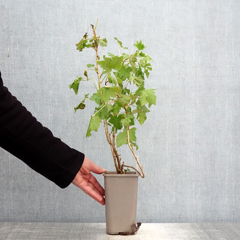 Grosella negra Cassisima Blackbells Maceta 1,5L/2L Ejemplar entregado en la primavera