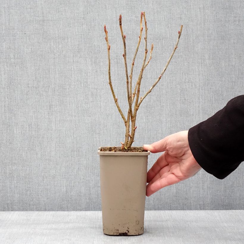 Grosella negra Cassissima Green Life Maceta 1,5L/2L Ejemplar entregado en invierno