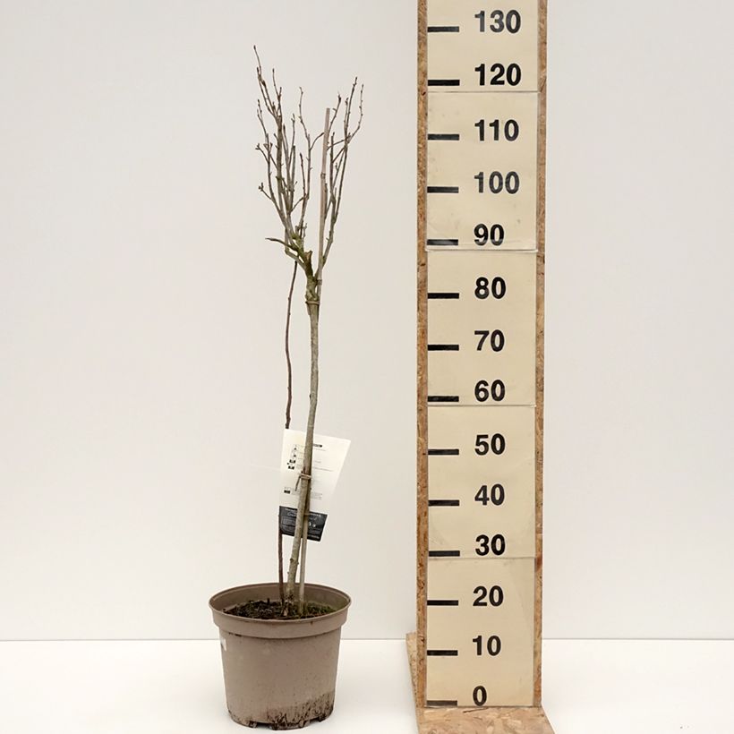 Grosella negra Delbard Robusta Maceta 7,5L/10L, 1/4 tallo Ejemplar entregado en invierno