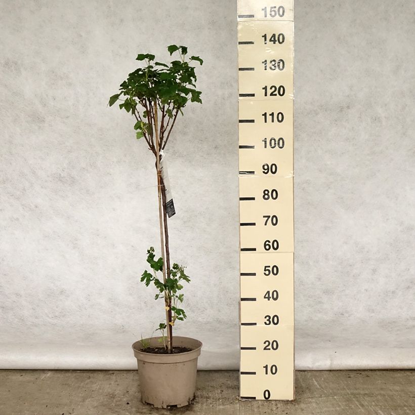 Grosella negra Delbard Robusta Maceta 7,5L/10L, 1/4 tallo Ejemplar entregado en la primavera