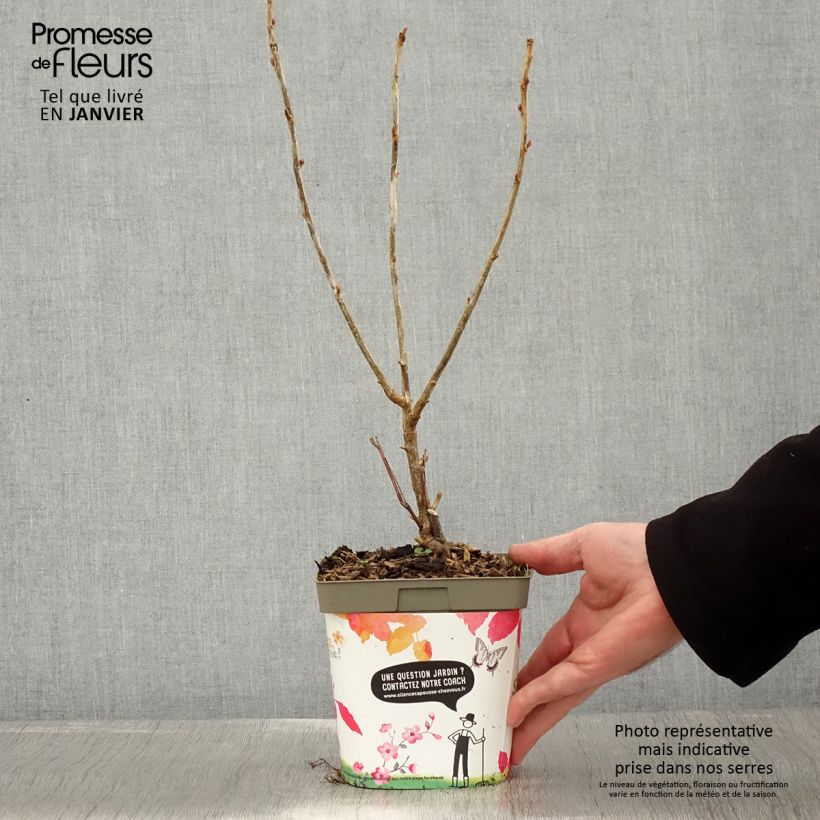 Grosella negra Neva Maceta 2L/3L, Formación arbustiva Ejemplar entregado en invierno