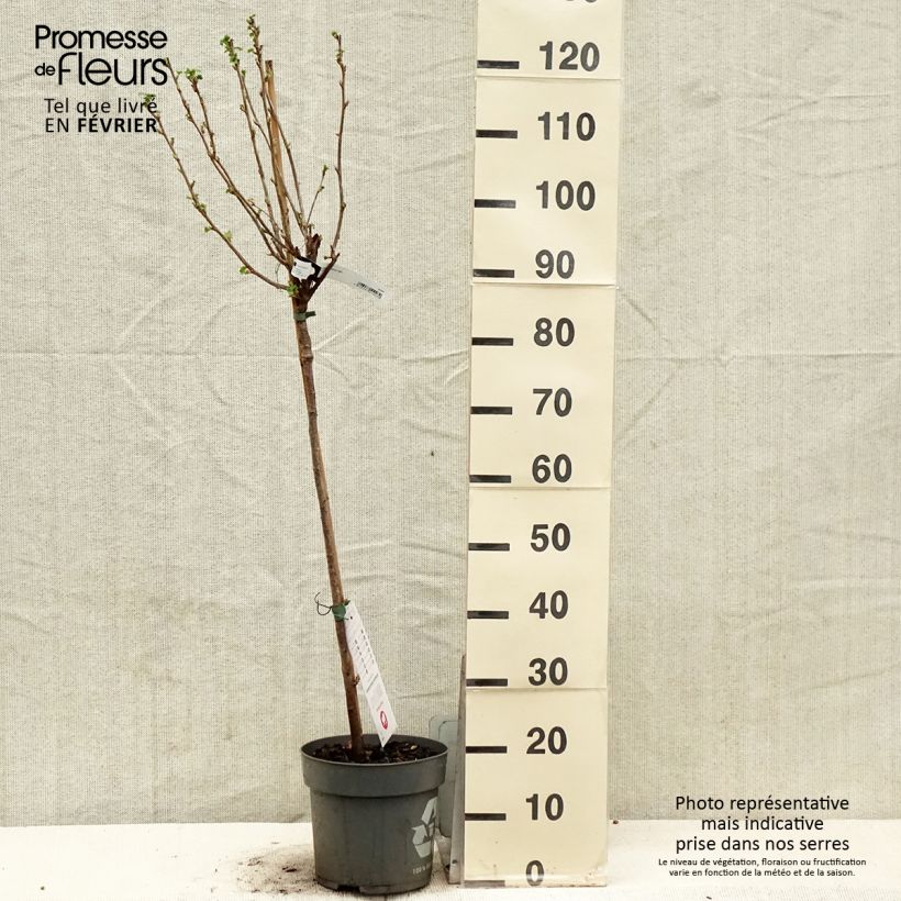 Grosella negra Ojebyn Maceta 6L/7L Ejemplar entregado en invierno