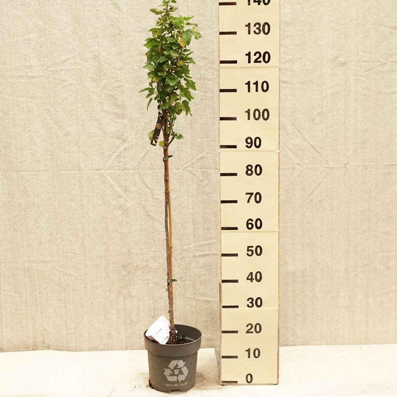 Grosella negra Ojebyn Maceta 6L/7L, Tallo Ejemplar entregado en la primavera