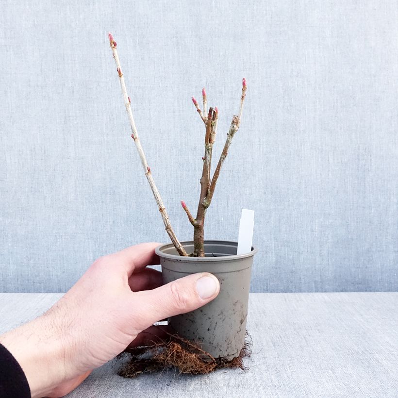 Grosella negra Titania Maceta de 8/9 cm Ejemplar entregado en invierno