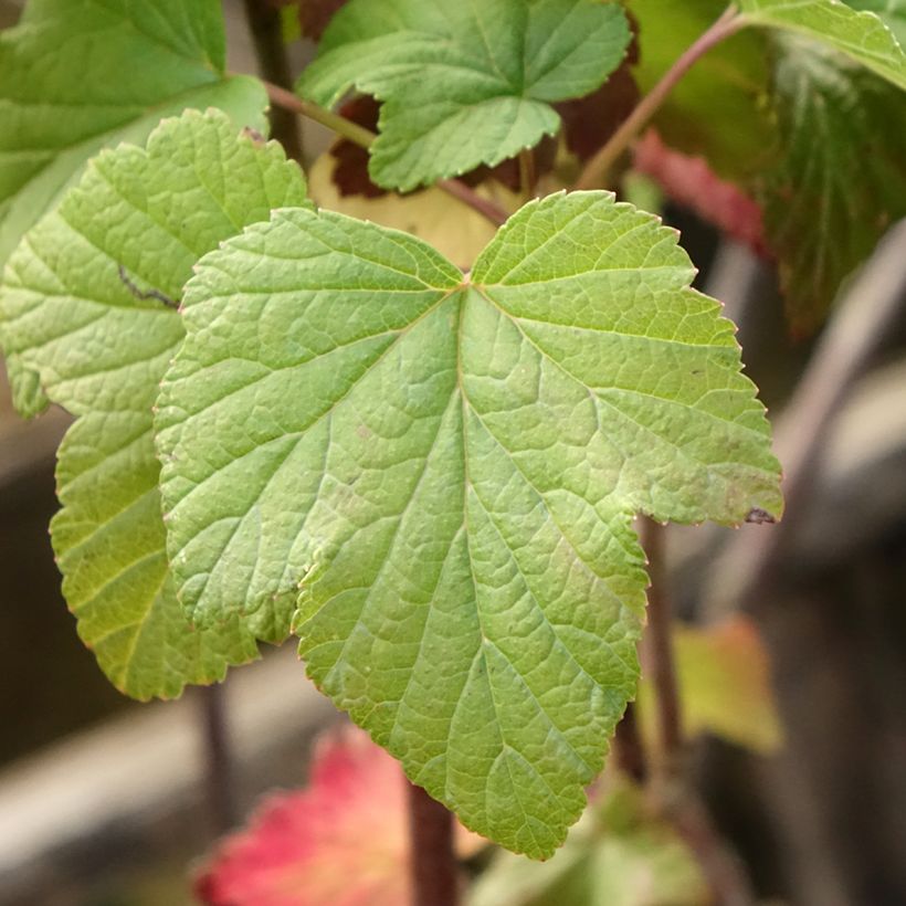 Grosella negra Titania (Follaje)
