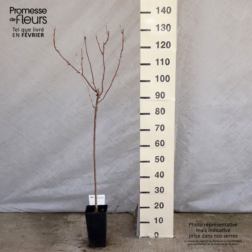 Grosella negra Titania Maceta 1,5L/2L Ejemplar entregado en invierno