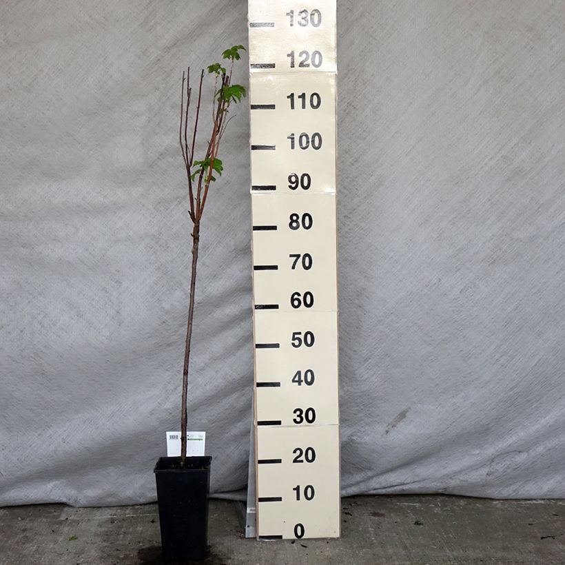 Grosella negra Titania Maceta 1,5L/2L, Tallo Ejemplar entregado en la primavera