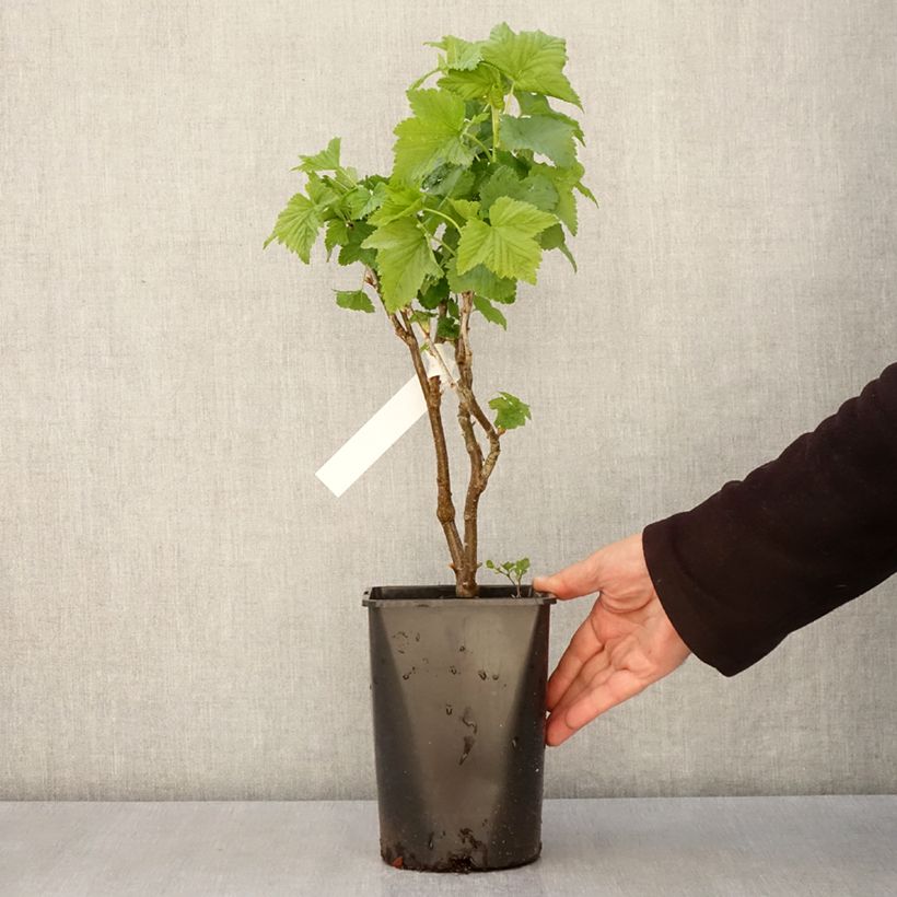 Grosella negra Triton Maceta 2L/3L, Formación arbustiva Ejemplar entregado en la primavera
