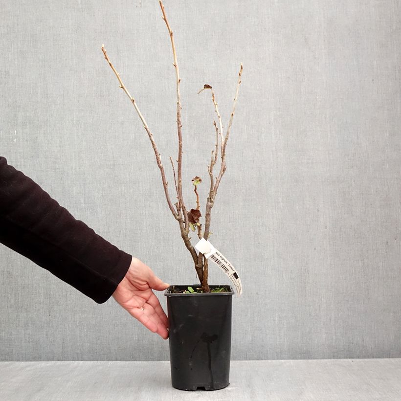 Ejemplar de Grosella negra Triton Maceta 2L/3L, Formación arbustiva entregado en otoño