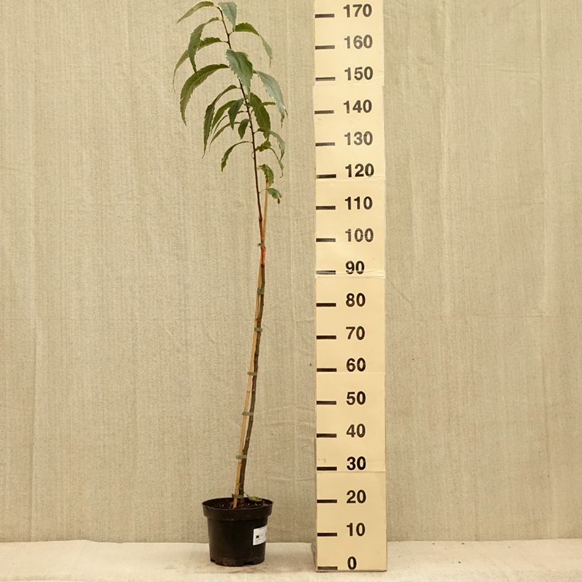 Ejemplar de Castaño Albomarginata Maceta 7,5L/10L entregado en verano