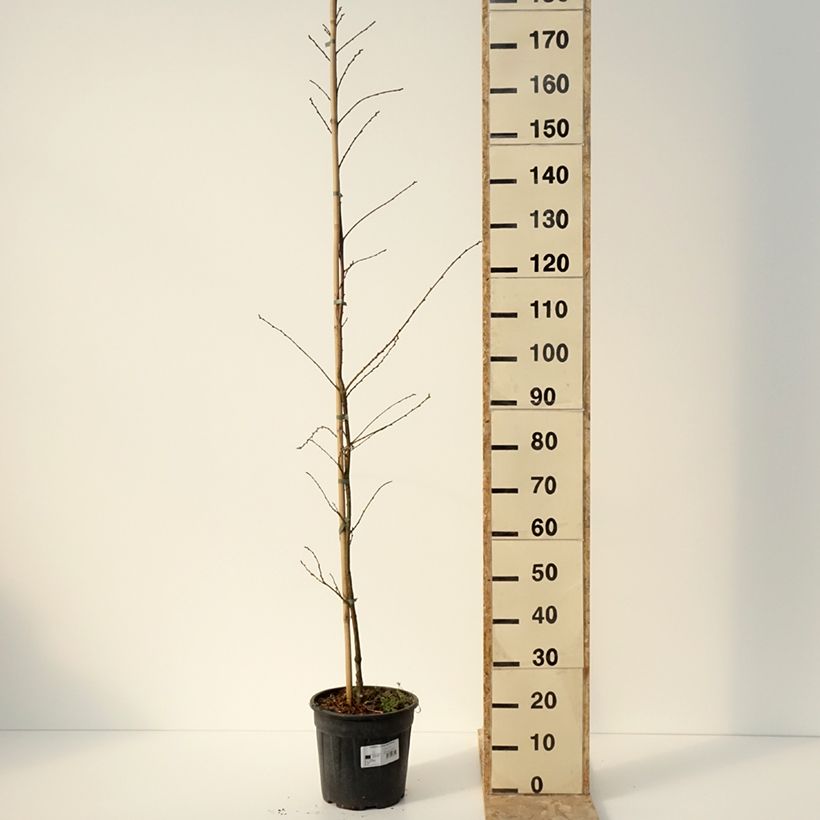 Castanea sativa Aspleniifolia Maceta 7,5L/10L Ejemplar entregado en invierno