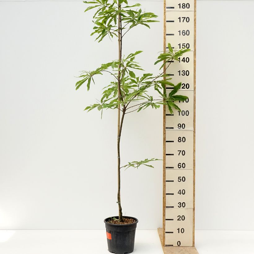 Castanea sativa Aspleniifolia Maceta 7,5L/10L, Tallo Ejemplar entregado en la primavera