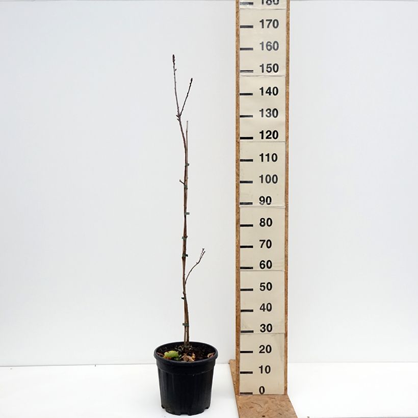 Ejemplar de Castanea sativa Aspleniifolia Maceta 7,5L/10L, Tallo entregado en otoño