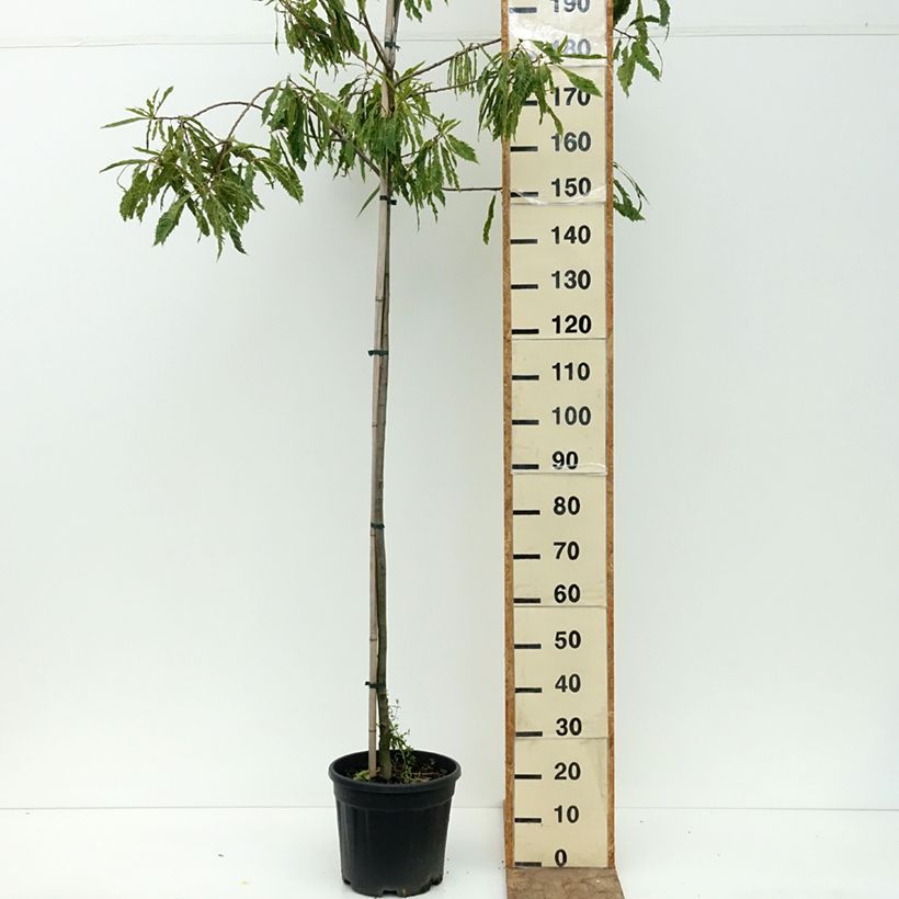 Ejemplar de Castanea sativa Aspleniifolia - Châtaignier à feuille de fougère Pot de 7,5L/10L, Tige entregado en verano