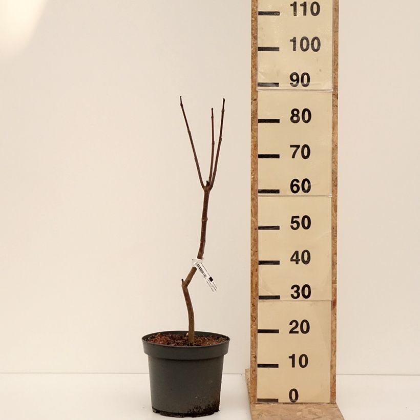 Catalpa bignonioides Aurea Maceta 4L/5L Ejemplar entregado en invierno