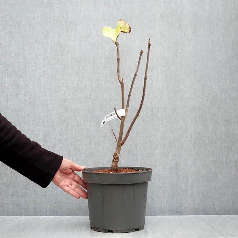 Ejemplar de Catalpa bignonioides Aurea Maceta 4L/5L entregado en otoño