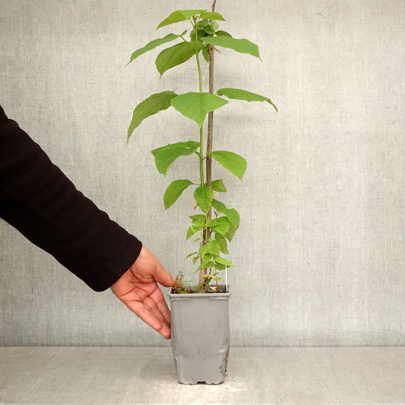 Catalpa bignonioides Maceta de 12 cm / 13 cm, Arból joven Ejemplar entregado en la primavera