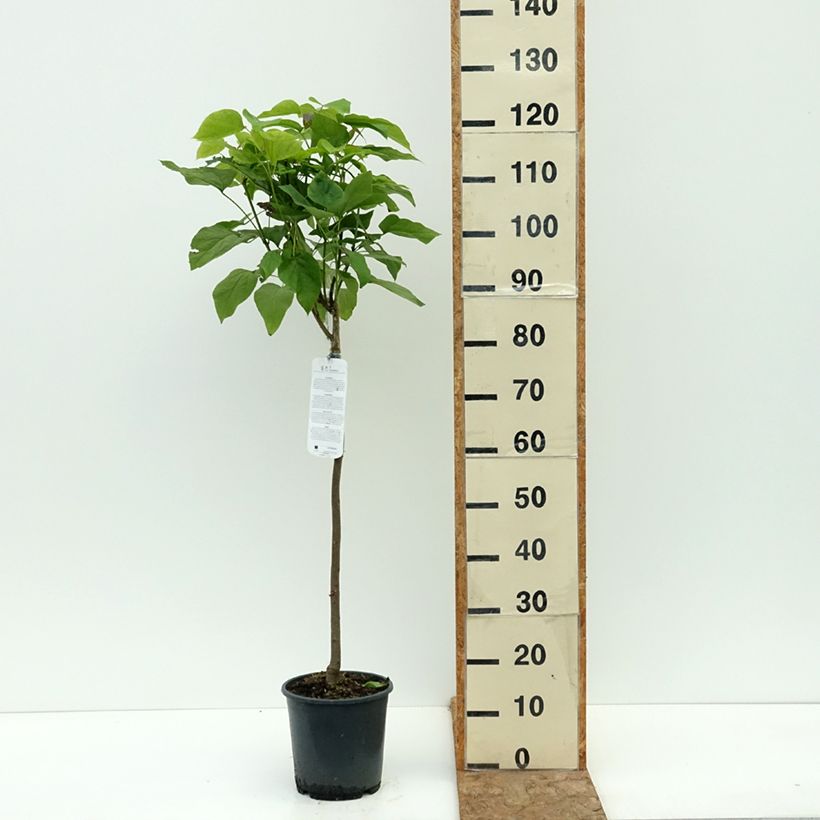 Ejemplar de Catalpa bignonioides Nana Maceta 3L/4L, Tallo entregado en verano