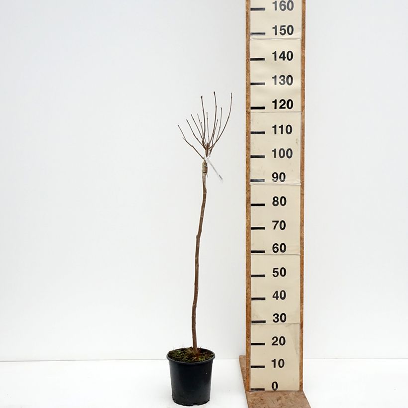 Catalpa bignonioides Nana Maceta 3L/4L, Tallo Ejemplar entregado en invierno