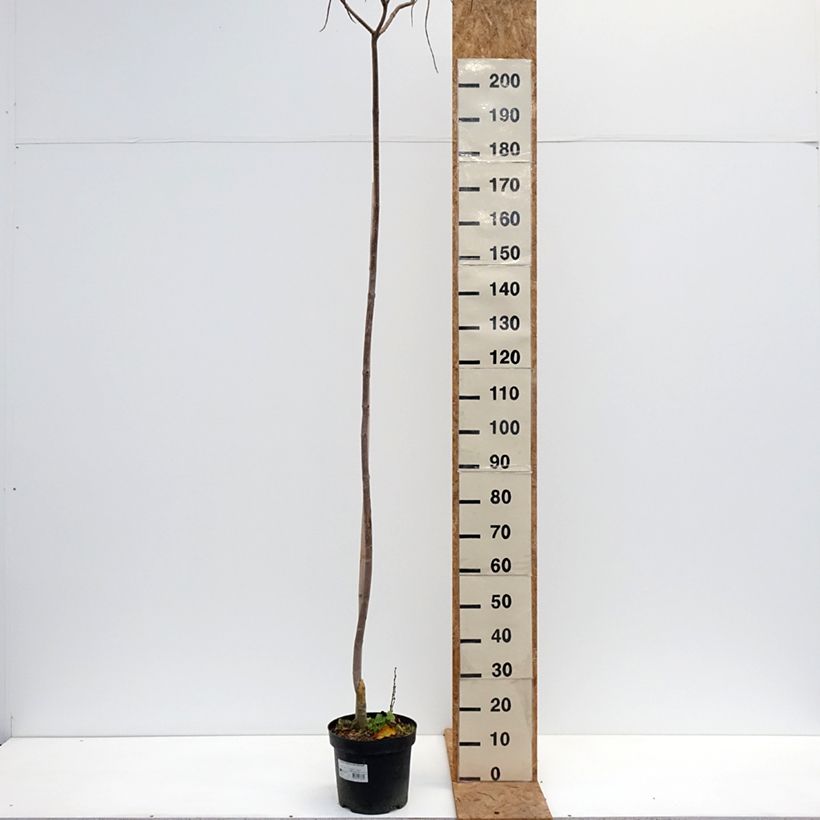 Ejemplar de Catalpa ovata Slender Silhoutte Maceta 7,5L/10L entregado en otoño