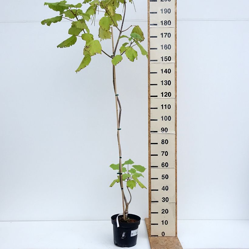 Ejemplar de Catalpa ovata Slender Silhoutte Maceta 7,5L/10L entregado en verano